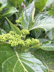 Hydrangea macrophylla