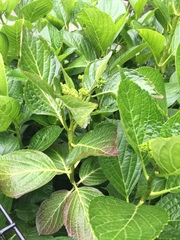 Hydrangea macrophylla