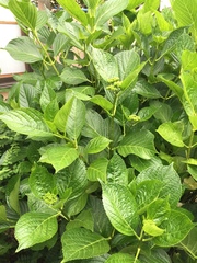 Hydrangea macrophylla