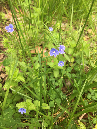 photo of Germander Speedwell (Veronica chamaedrys)