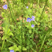 photo of Germander Speedwell (Veronica chamaedrys)