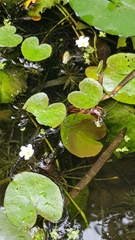 Nymphoides hydrophylla
