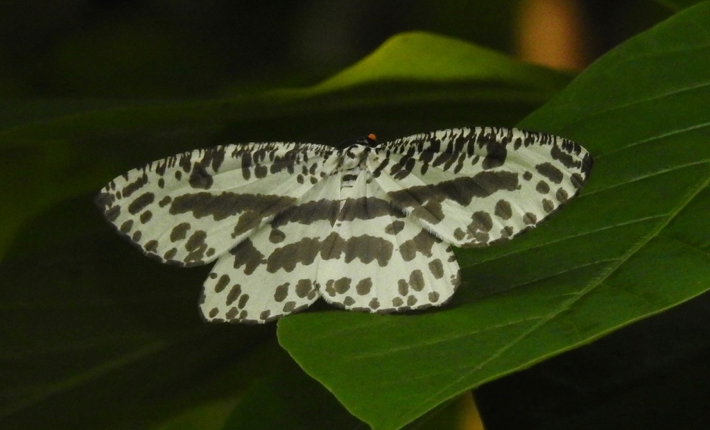 Abraxaphantes perampla