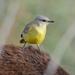 Machetornis rixosa - Photo 由 María Carolina Lago 所上傳的 (c) María Carolina Lago，保留部份權利CC BY-NC