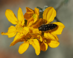 Acmaeodera retifera