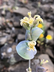 Streptanthus diversifolius