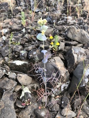 Streptanthus diversifolius