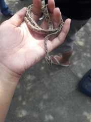 Boiga cynodon