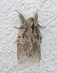 Peridea anceps
