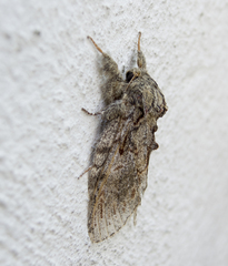 Peridea anceps