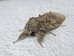 Peridea anceps