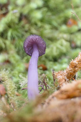 Laccaria masoniae