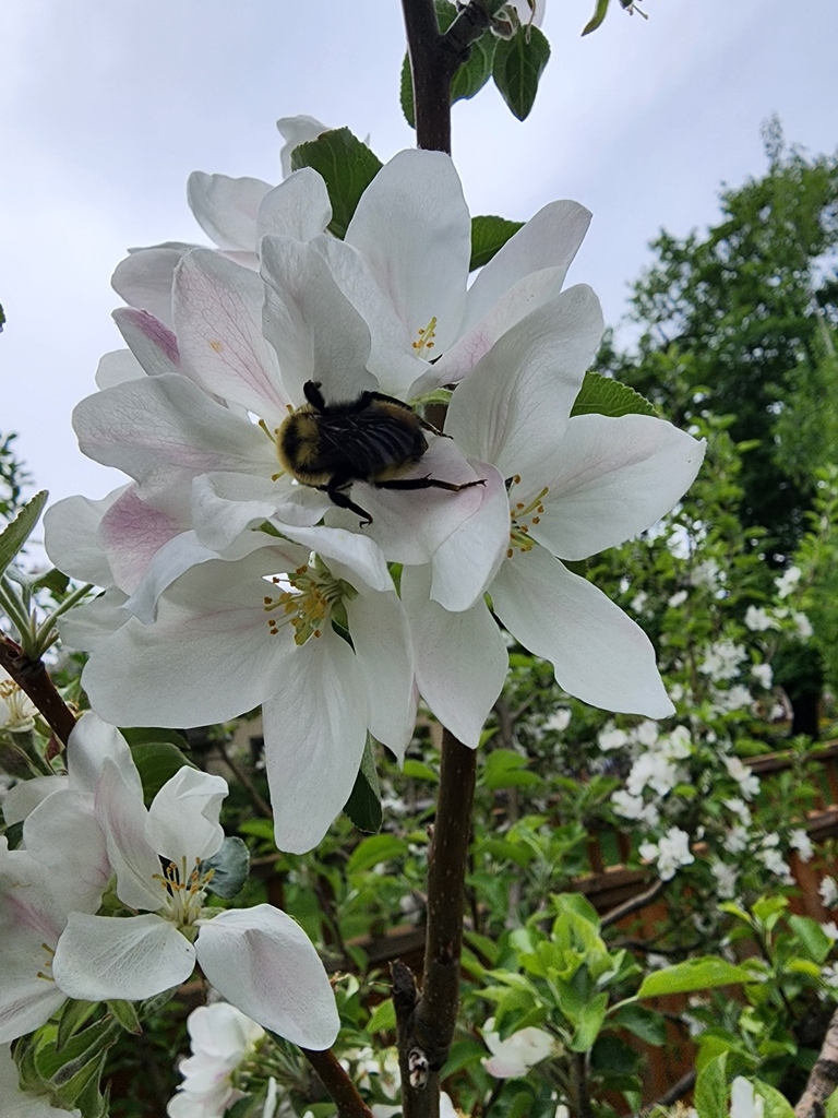 Bumble Bees in May 2024 by esetters · iNaturalist