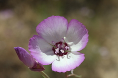 Clarkia cylindrica