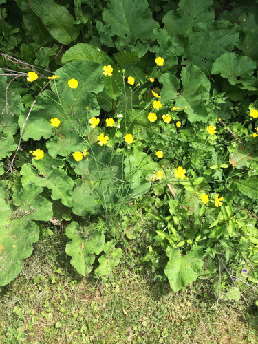 photo of Early Buttercup (Ranunculus fascicularis)