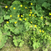 photo of Early Buttercup (Ranunculus fascicularis)