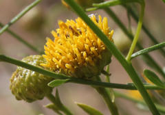 Solidagininae