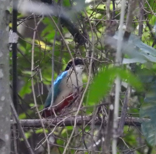 Pitta nympha