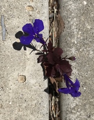 Lobelia erinus