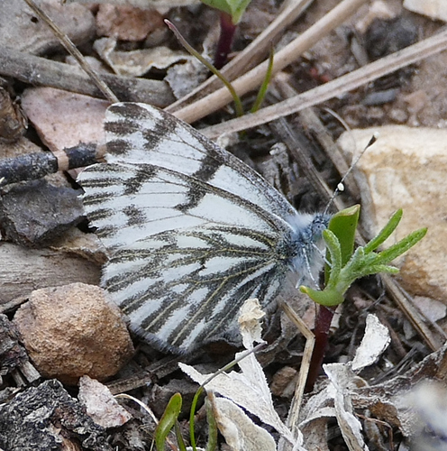 Black-veined Spring White