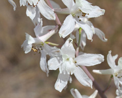 Delphinium gypsophilum