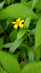 Sphagneticola calendulacea