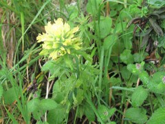 Castilleja wightii