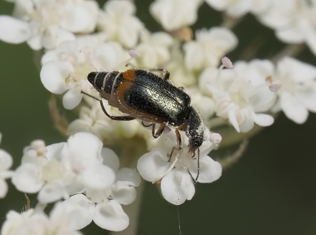 Attalus marginatus