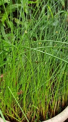 Juncus decipiens