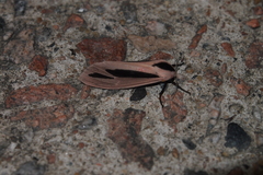 Creatonotos fasciatus pljustshi