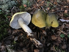 Tricholoma viridiolivaceum