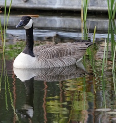 Branta canadensis