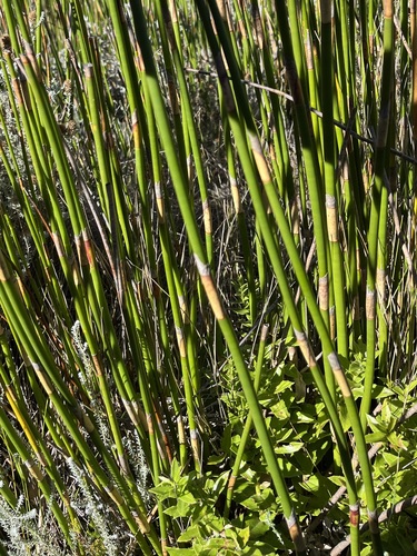 Image of Ceratocaryum persistens by (c) Charleen Brunke, some rights reserved (CC BY)