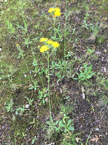 photo of Wall Hawkweed (Hieracium murorum)