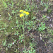 photo of Wall Hawkweed (Hieracium murorum)