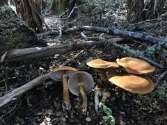 Cortinarius castoreus