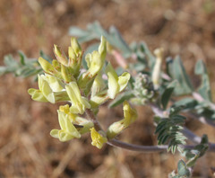 Astragalus lentiginosus nigricalycis