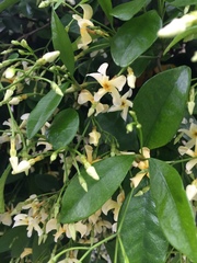 Trachelospermum jasminoides