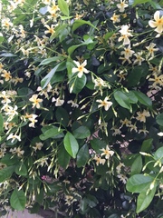 Trachelospermum jasminoides