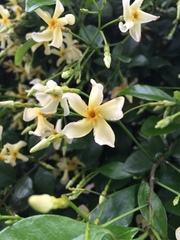 Trachelospermum jasminoides