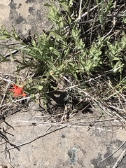 Castilleja applegatei
