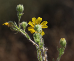Deinandra pallida