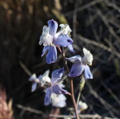Delphinium recurvatum