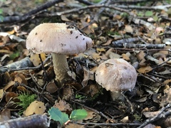 Cortinarius alboroseus
