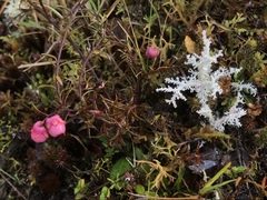 Gaultheria macrostigma