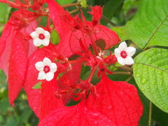 Mussaenda erythrophylla