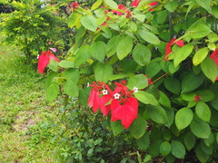 Mussaenda erythrophylla