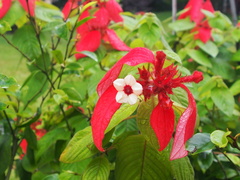Mussaenda erythrophylla
