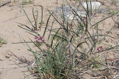 Asclepias brachystephana