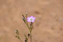 Gilia cana